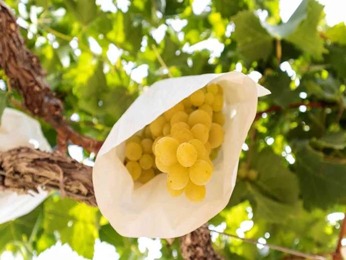 Τσαμπιά σε σακούλες: ποιότητα και ασφάλεια